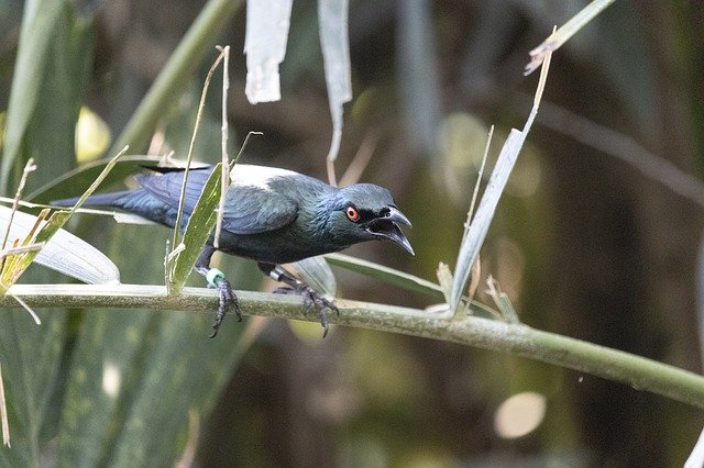 Скачать бесплатно Asian Glossy Starling Bird Avian - бесплатное фото или изображение для редактирования с помощью онлайн-редактора GIMP