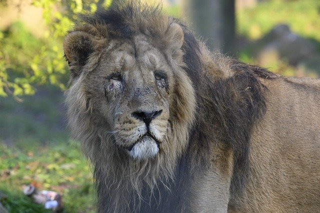 Template Photo Asiatic Lion Predator Carnivore -  for OffiDocs