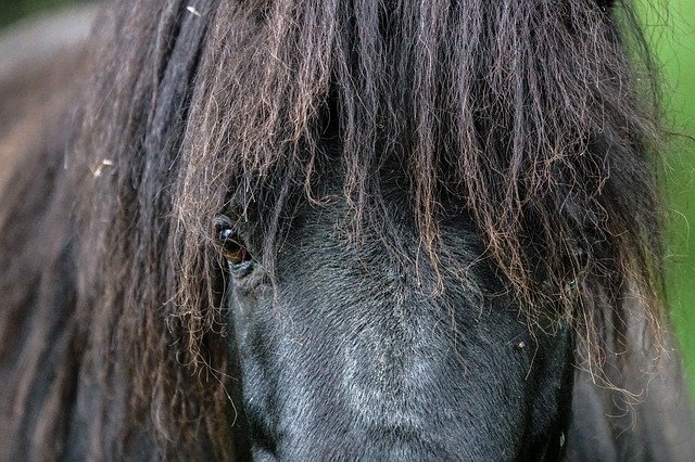 Téléchargement gratuit Ask Horses Mammal - photo ou image gratuite à modifier avec l'éditeur d'images en ligne GIMP