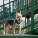 A small dog wearing a harness on a bridge  screen for extension Chrome web store in OffiDocs Chromium
