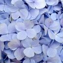 A Soft Azure Hydrangea Cluster  screen for extension Chrome web store in OffiDocs Chromium