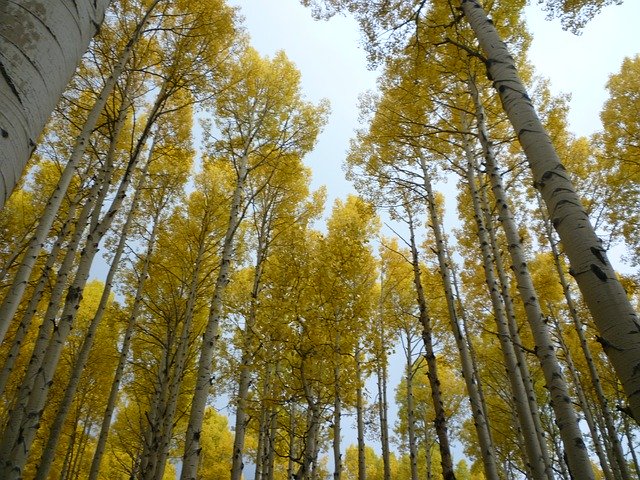 Free picture Aspen Fall Snowbowl -  to be edited by GIMP free image editor by OffiDocs