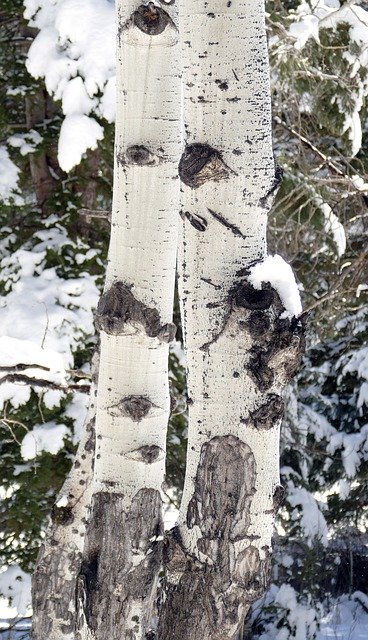 Free download Aspen In Snow Trunk -  free photo or picture to be edited with GIMP online image editor