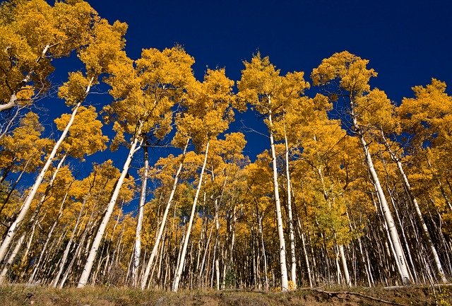 Free download Aspens Santa Fe Fall -  free photo or picture to be edited with GIMP online image editor
