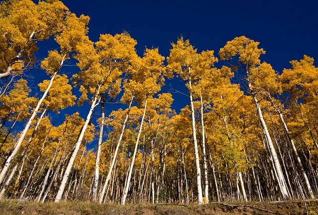 Бесплатно скачать Aspens Santa Fe Fall — бесплатную фотографию или картинку для редактирования с помощью онлайн-редактора изображений GIMP