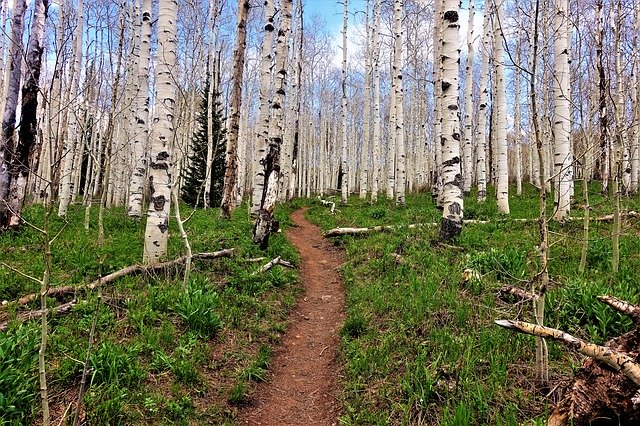 Free download Aspen Trees Forest Path High -  free photo or picture to be edited with GIMP online image editor