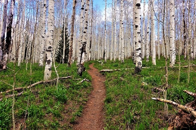 Download grátis Aspen Trees Forest Path High - foto ou imagem gratuita a ser editada com o editor de imagens online GIMP