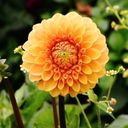 A Spherical Spectacle of Dahlia  screen for extension Chrome web store in OffiDocs Chromium