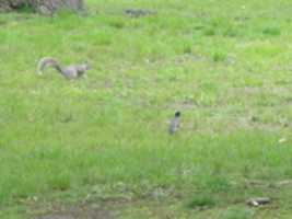 Free download A Squirrel and a Robin at Roger Williams Park free photo or picture to be edited with GIMP online image editor