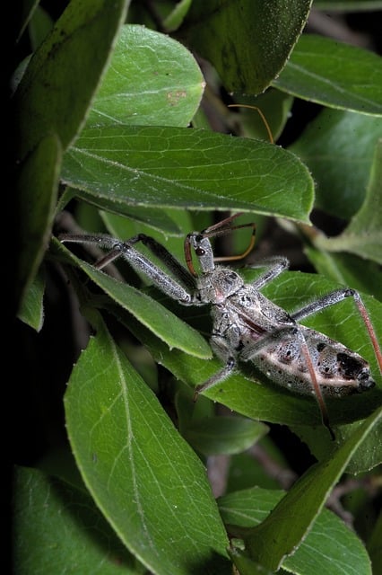 Free download assassin killer bug insect free picture to be edited with GIMP free online image editor