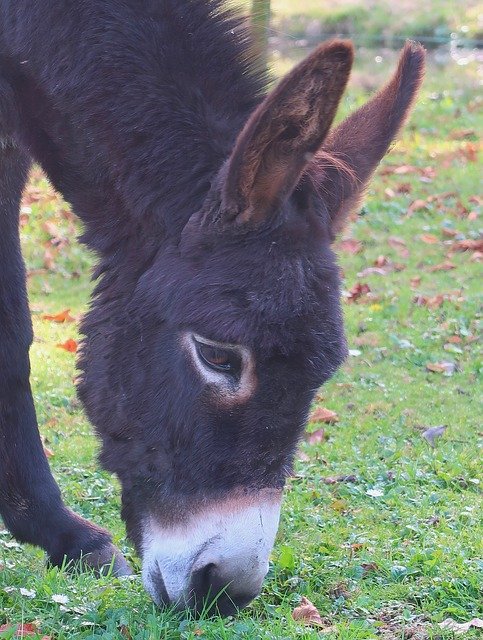 Free download Ass Donkeys Mule Beast Of -  free photo or picture to be edited with GIMP online image editor