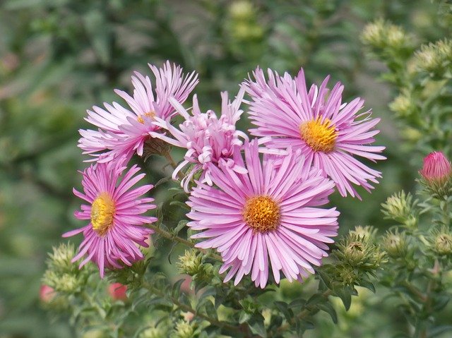 Free download Aster Astéraceae Star -  free photo or picture to be edited with GIMP online image editor