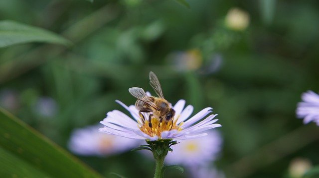 Muat turun percuma Aster Astra Chamomile - foto atau gambar percuma untuk diedit dengan editor imej dalam talian GIMP