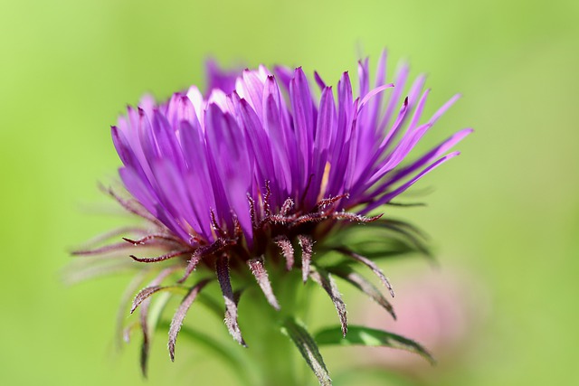 Free download aster bud blossom bloom go up free picture to be edited with GIMP free online image editor