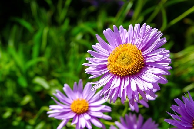 Free download aster flower bloom garden petal free picture to be edited with GIMP free online image editor