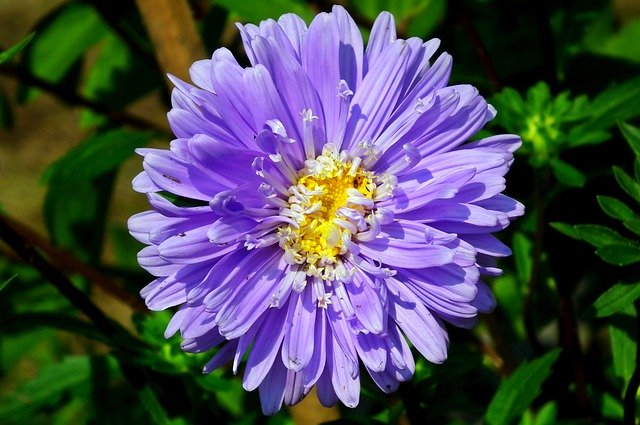 Free download Aster Flower Blue -  free photo or picture to be edited with GIMP online image editor