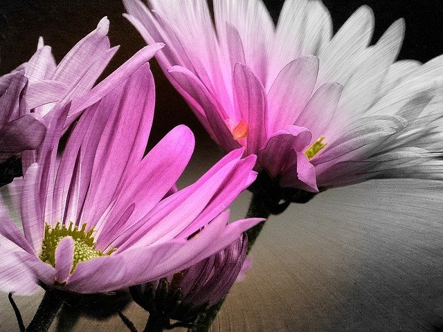 Aster Flower Close-Up Garden 무료 다운로드 - 김프 무료 온라인 이미지 편집기로 편집할 수 있는 무료 일러스트레이션