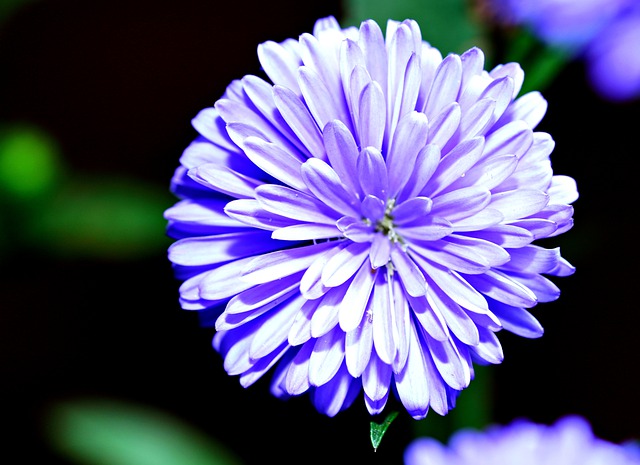 Free download aster flower flora nature close up free picture to be edited with GIMP free online image editor