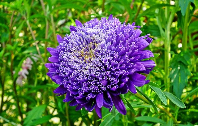 বিনামূল্যে ডাউনলোড করুন Aster Flower Garden বিনামূল্যের ফটো টেমপ্লেট GIMP অনলাইন ইমেজ এডিটর দিয়ে সম্পাদনা করা হবে