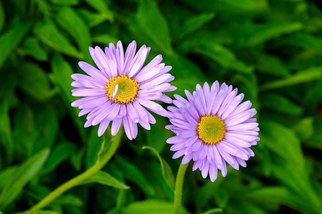 Free download aster flower nature bloom pair free picture to be edited with GIMP free online image editor