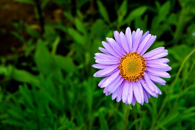 Free download aster flower nature bloom petals free picture to be edited with GIMP free online image editor