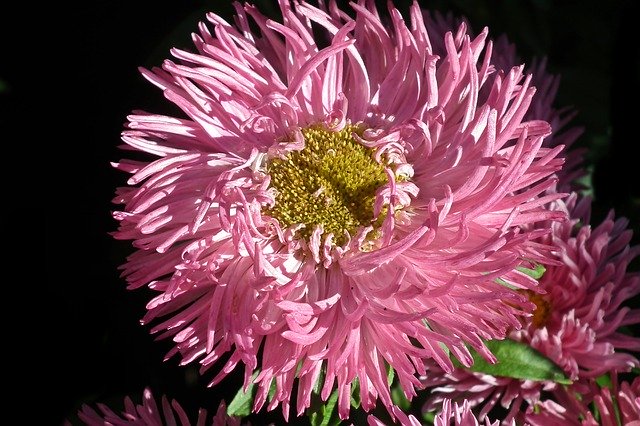 הורדה חינם Aster Flower Pink - תמונה או תמונה בחינם לעריכה עם עורך התמונות המקוון GIMP