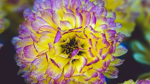 Free download aster flower plant blossom bloom free picture to be edited with GIMP free online image editor