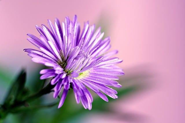 Free download aster flower plant petals garden free picture to be edited with GIMP free online image editor
