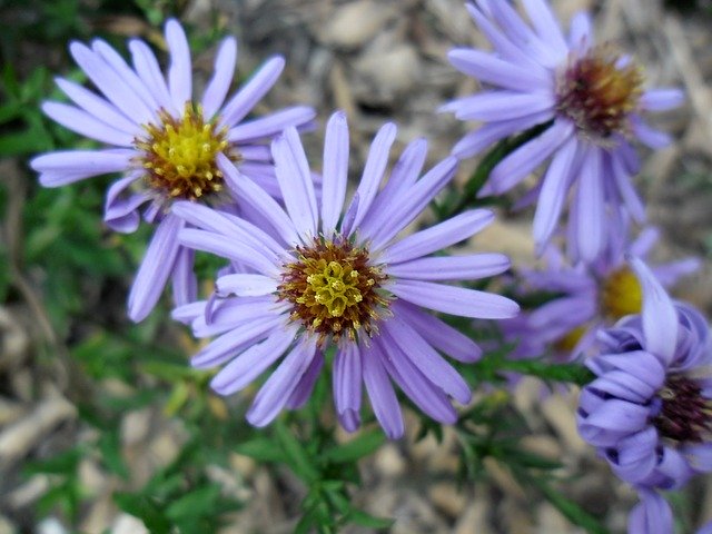 Безкоштовно завантажте Aster Flower Plants - безкоштовне фото або зображення для редагування за допомогою онлайн-редактора зображень GIMP