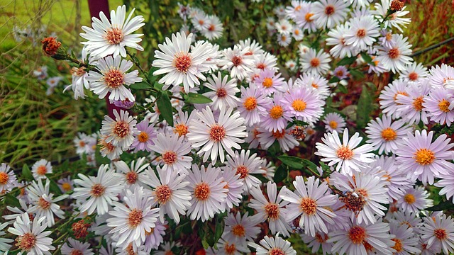 Free download aster flowers astra novoblogika free picture to be edited with GIMP free online image editor