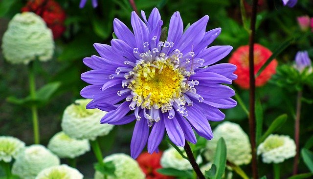 تنزيل مجاني Aster Flowers Blue - صورة مجانية أو صورة ليتم تحريرها باستخدام محرر الصور عبر الإنترنت GIMP