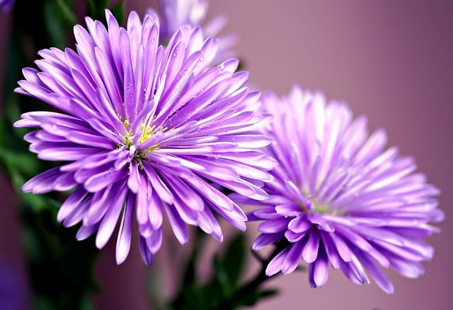 Free download aster flowers plant purple flowers free picture to be edited with GIMP free online image editor