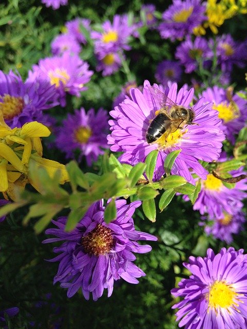 Unduh gratis Aster Herbstaster Bee Wild - foto atau gambar gratis untuk diedit dengan editor gambar online GIMP