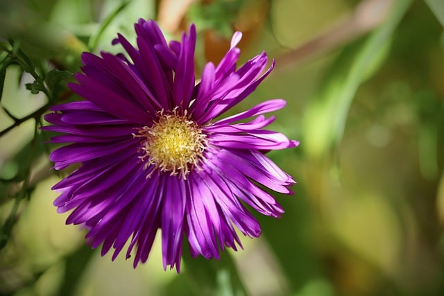 Free download aster new england aster borage aster free picture to be edited with GIMP free online image editor