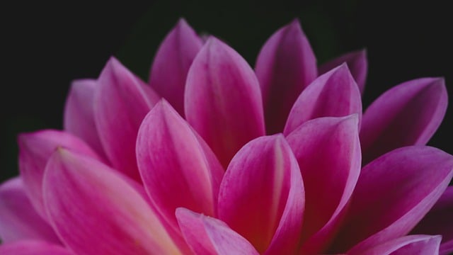 Free download aster pink flower flower close up free picture to be edited with GIMP free online image editor