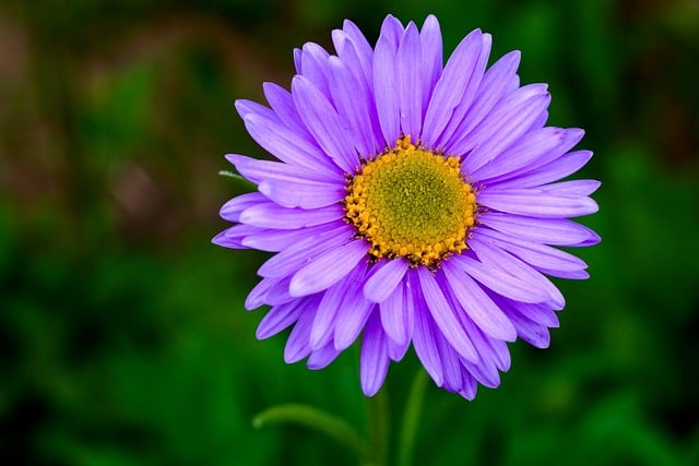 Free download aster purple flower bloom petal free picture to be edited with GIMP free online image editor
