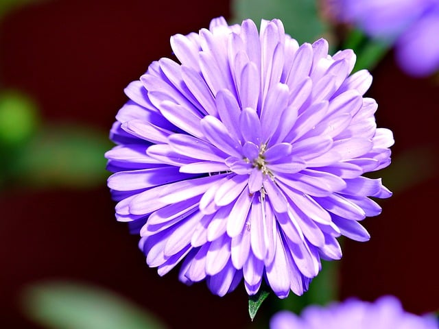 Free download aster purple flower flower flora free picture to be edited with GIMP free online image editor