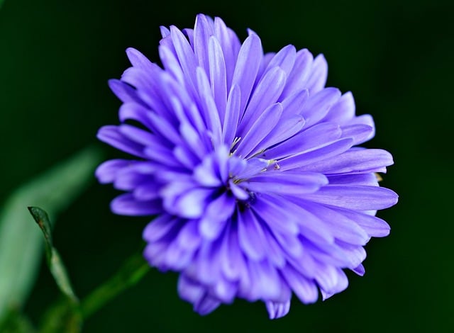 Free download aster purple flower nature flower free picture to be edited with GIMP free online image editor