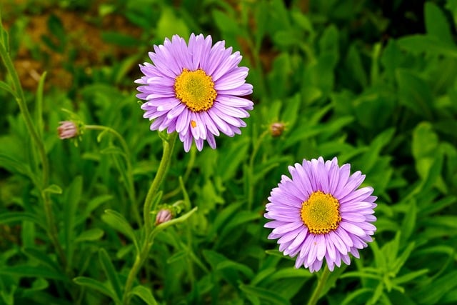 Free download asters flower nature garden purple free picture to be edited with GIMP free online image editor