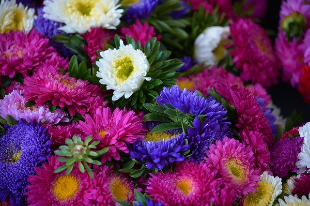 Aster Çiçekleri Sonbahar'ı ücretsiz indirin - GIMP çevrimiçi resim düzenleyiciyle düzenlenecek ücretsiz fotoğraf veya resim