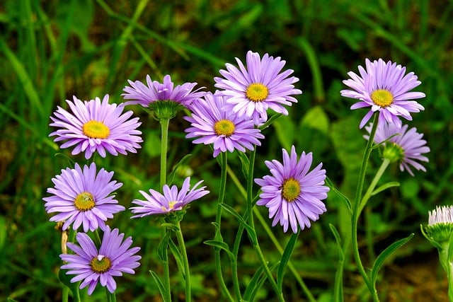 Free download asters flowers nature flora bloom free picture to be edited with GIMP free online image editor