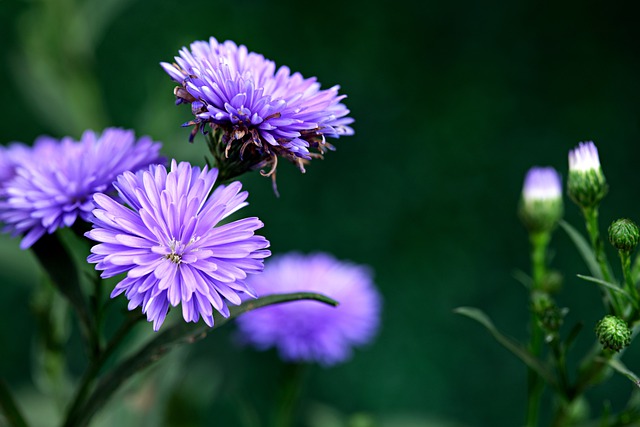 Free download asters flowers purple flowers free picture to be edited with GIMP free online image editor