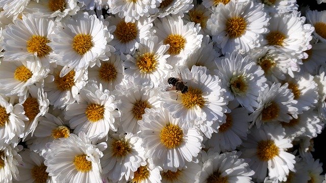 הורדה חינם Asters Flowers White - תמונה או תמונה בחינם לעריכה עם עורך התמונות המקוון GIMP
