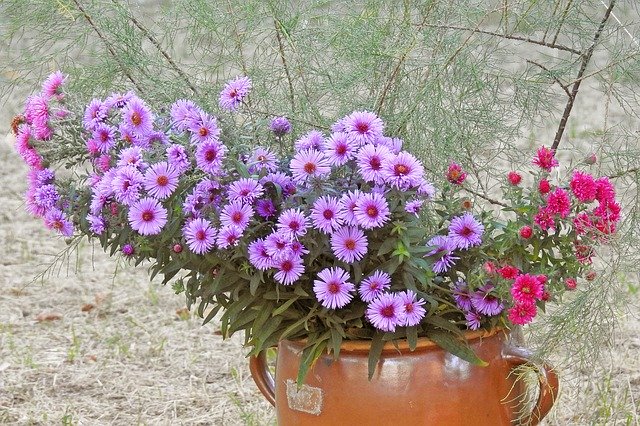 Free download Asters Herbstastern Autumn -  free photo or picture to be edited with GIMP online image editor