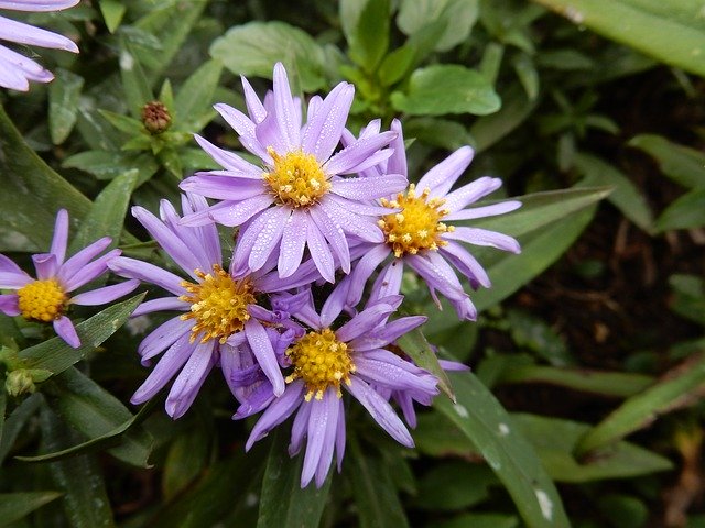 Free download Asters Violet Aster -  free free photo or picture to be edited with GIMP online image editor