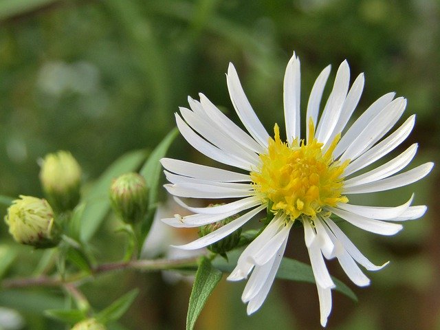 Template Photo Asters White Autumn Flower -  for OffiDocs