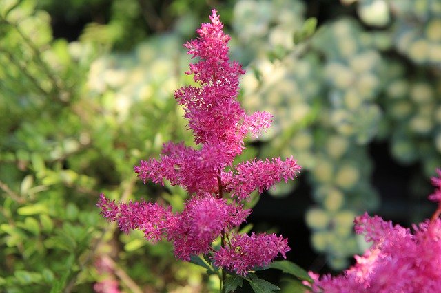 Descărcare gratuită Astilbe Flowering Pink - fotografie sau imagine gratuită pentru a fi editată cu editorul de imagini online GIMP