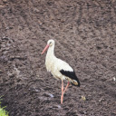 A stork on a field of loose soil  screen for extension Chrome web store in OffiDocs Chromium