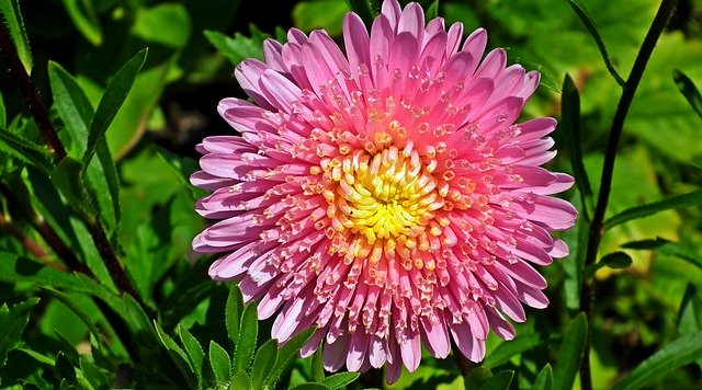 Kostenloser Download Astra Flowers Nature kostenlose Fotovorlage zur Bearbeitung mit GIMP Online-Bildbearbeitung
