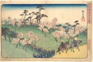 Free download Asukayama Hanami free photo or picture to be edited with GIMP online image editor